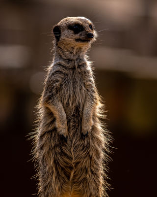 2022 06 01 2022Meerkat 2 Dr Ywp