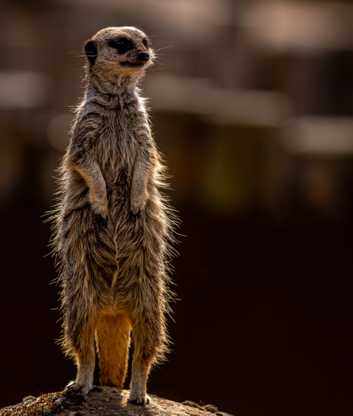 2022 06 01 2022Meerkat 2 Dr Ywp