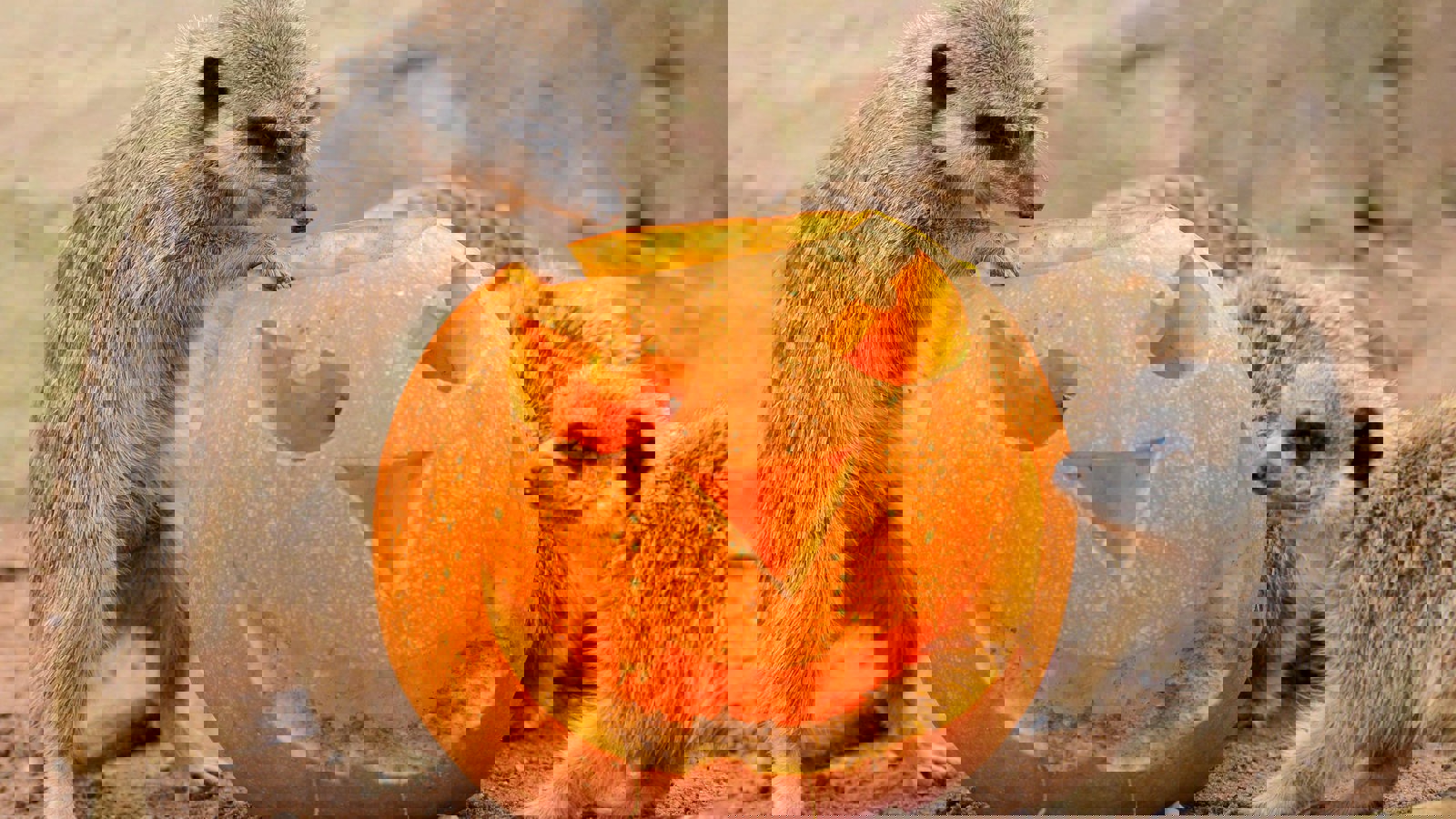 Meerkats With Pumpkin