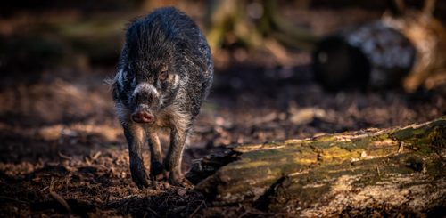 2020 05 25 2020Warty Pig On The Run 2 Dr Ywp