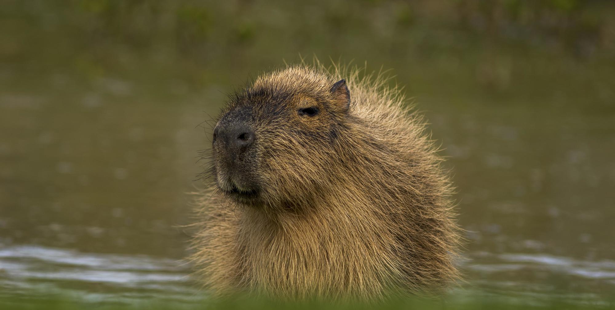 Capybara Lock In Capybara Hd Wallpaper Capybara Cub Stock Photo Download Image Now