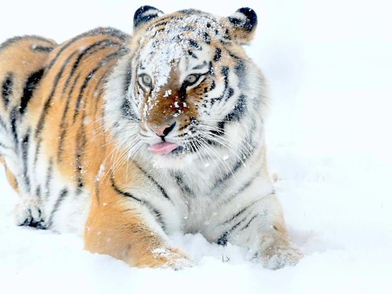 1 JAN Tiger In Snow (CR. Tal Chohan)