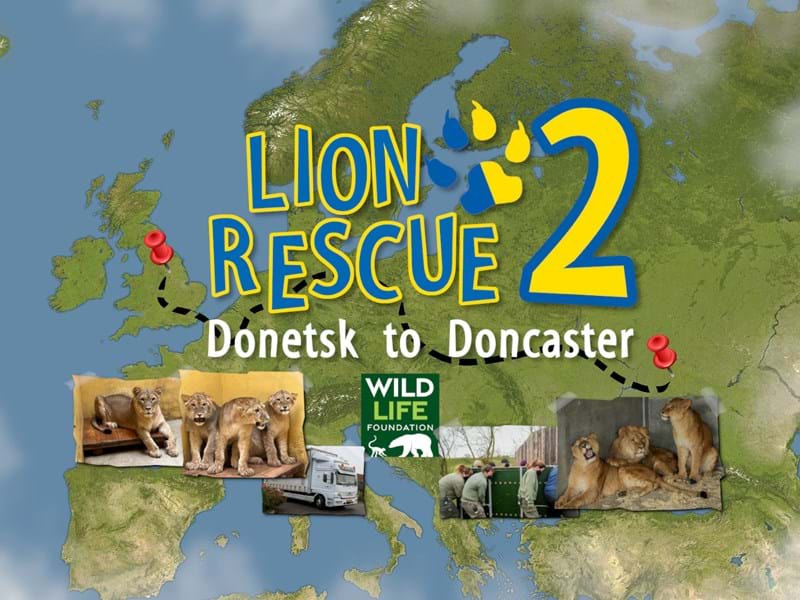 Lion Rescue 2 Carousel (1)