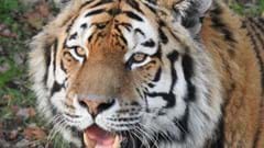 Amur Tiger (CR. Alex Dykes)