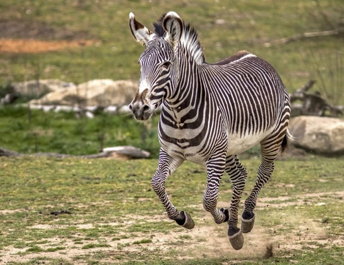 Flying Zebra (CR. David Roberts)