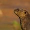 Giant Otter (CR. David Roberts)