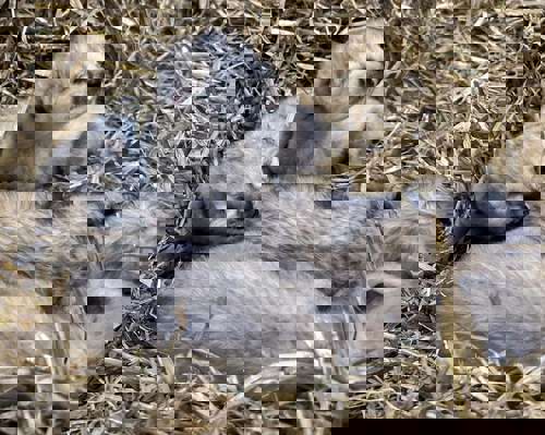 9062B0ec 975A 4C2e 9F2b 3A2624e91466