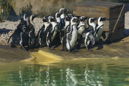 YWP Penguins 016