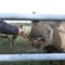 Feeding a Rhino (5)