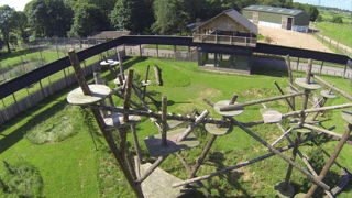 Leopard Aerial View Low Leopard Heights Wooden Structure