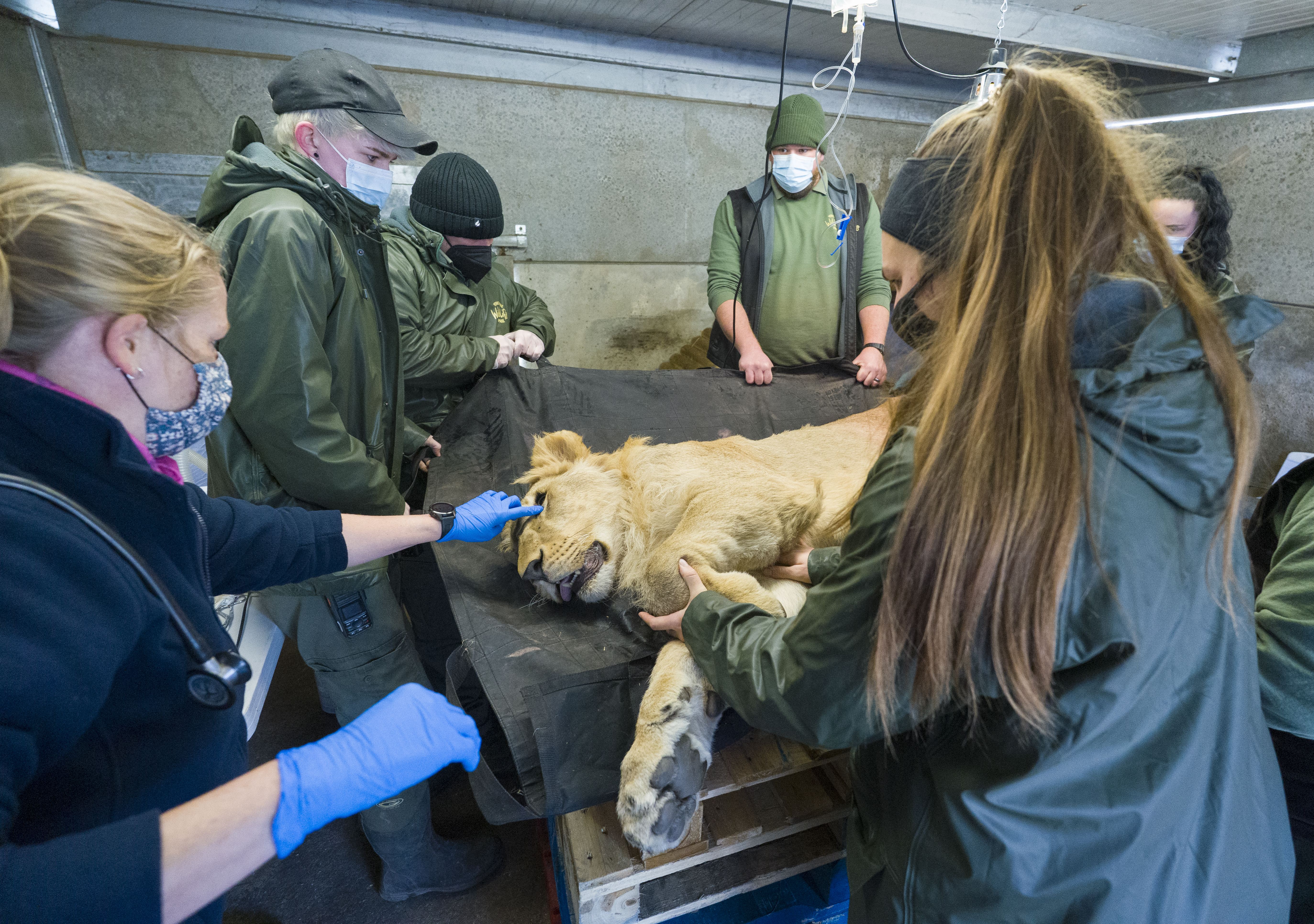 YWP Lion Health Check 004