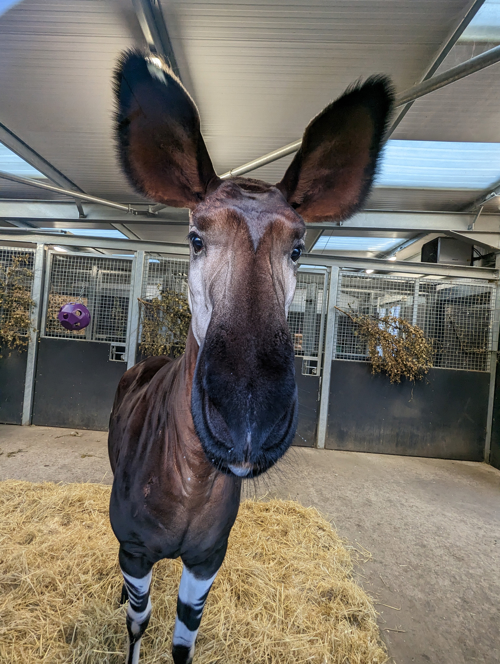 Johanne Brocklehurst