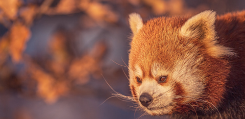 2023 01 07 2022Red Panda 3 Dr Ywp