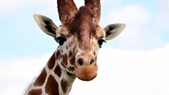 Giraffe (CR. Peter Williams)