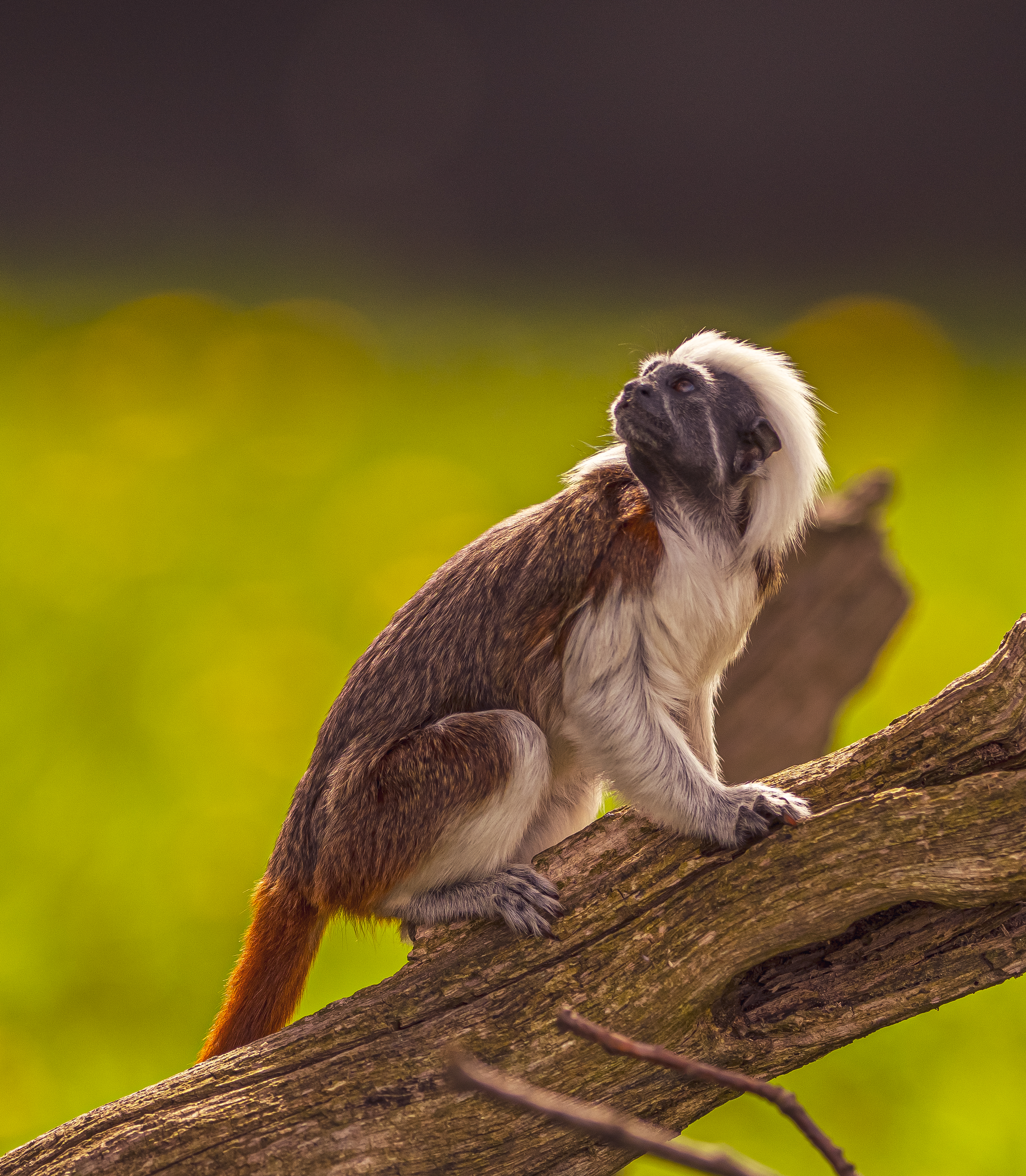 Tamarins at Yorkshire Wildlife Park