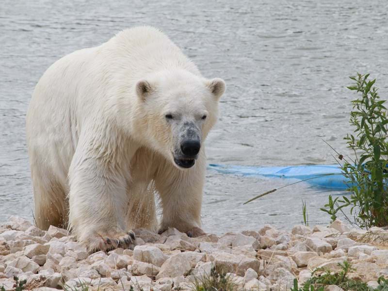 Polar Bears on the Move at Yorkshire Wildlife Park