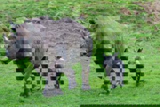 Yorkshire Wildlife Park Rhino 001
