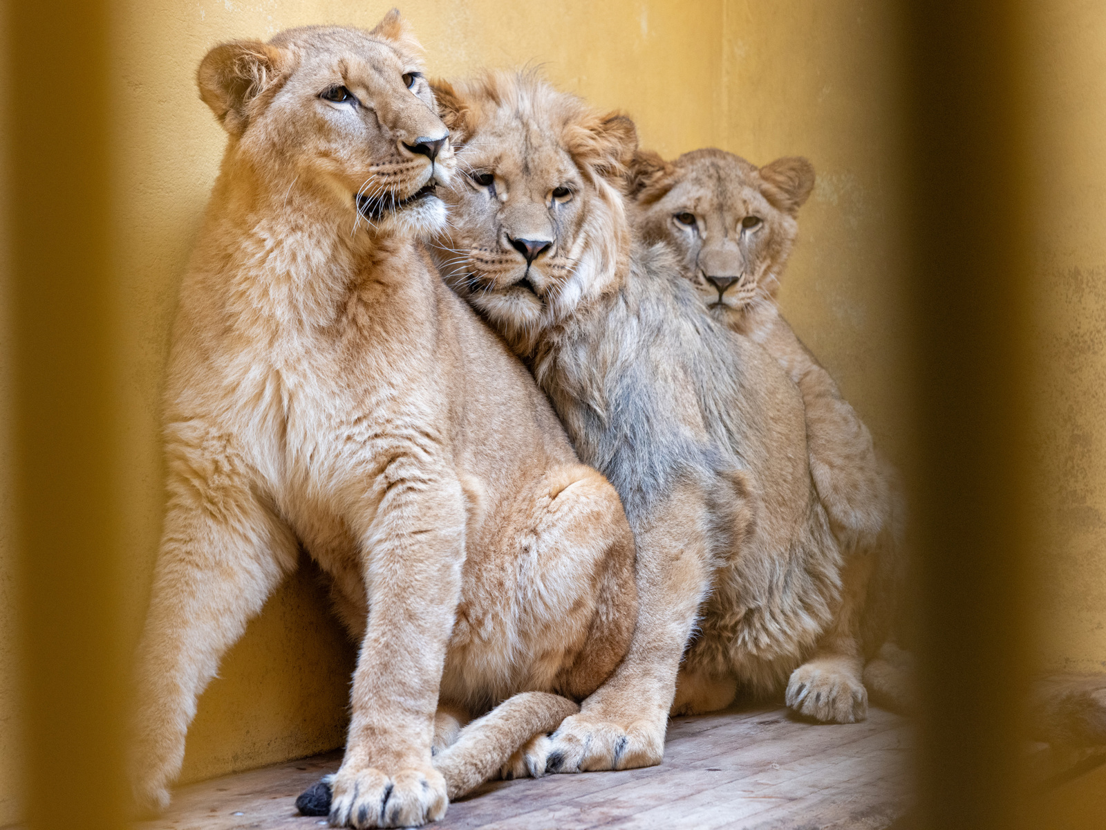 ACP Mdm210324poland 14