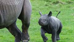 Yorkshire Wildlife Park Rhino 002