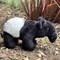 Small Tapir 1