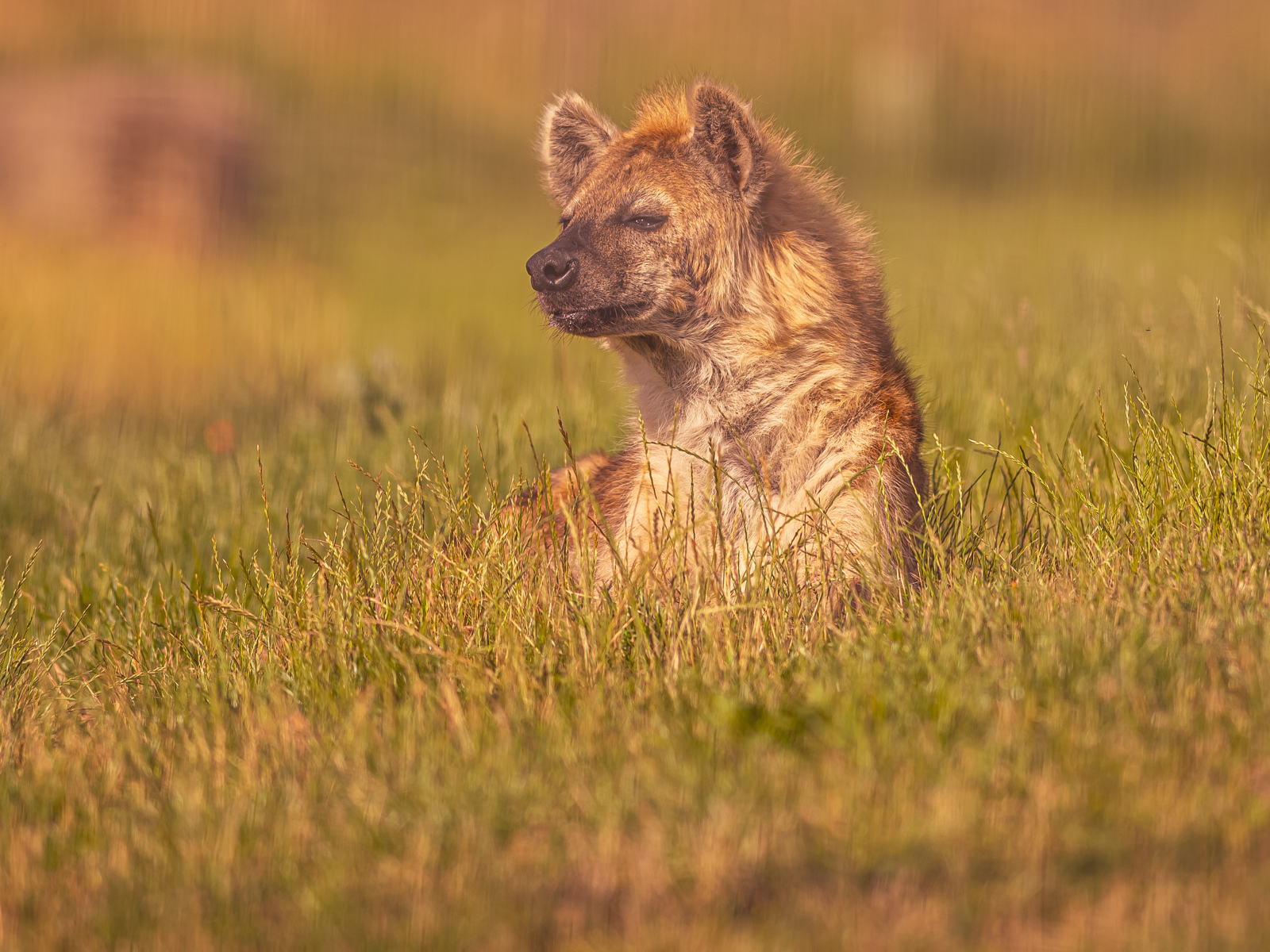 2023 07 26 2023 Hyena 20 Dr Ywp