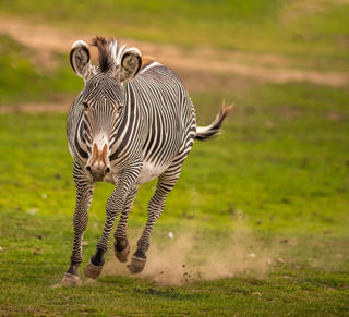 2020 12 18 2020Zebra At Speed 1 Dr Ywp