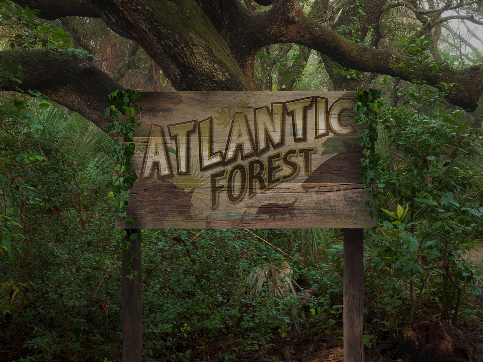 Atlantic Forest Carousel