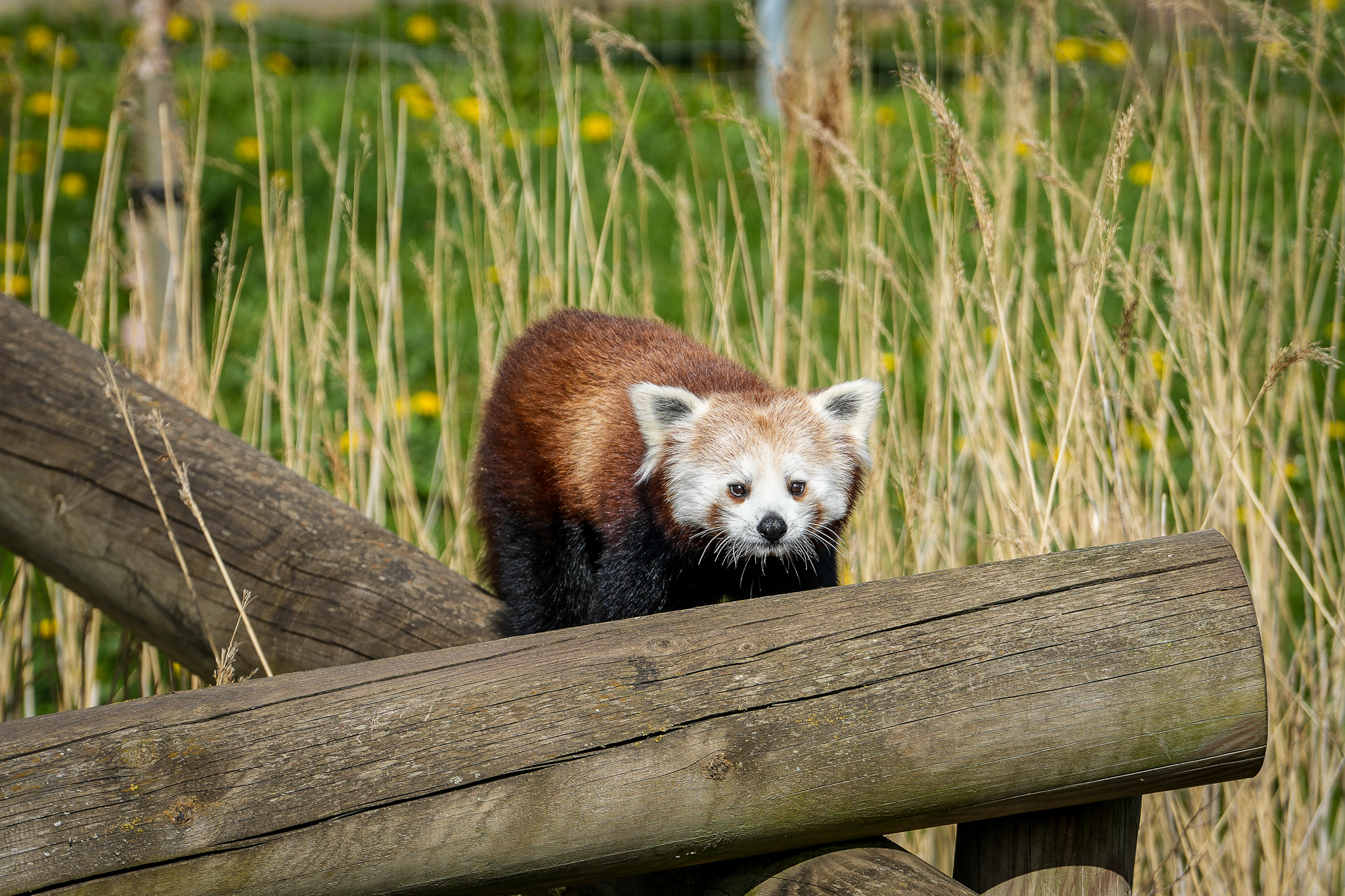 Zemi First Time Outside 21