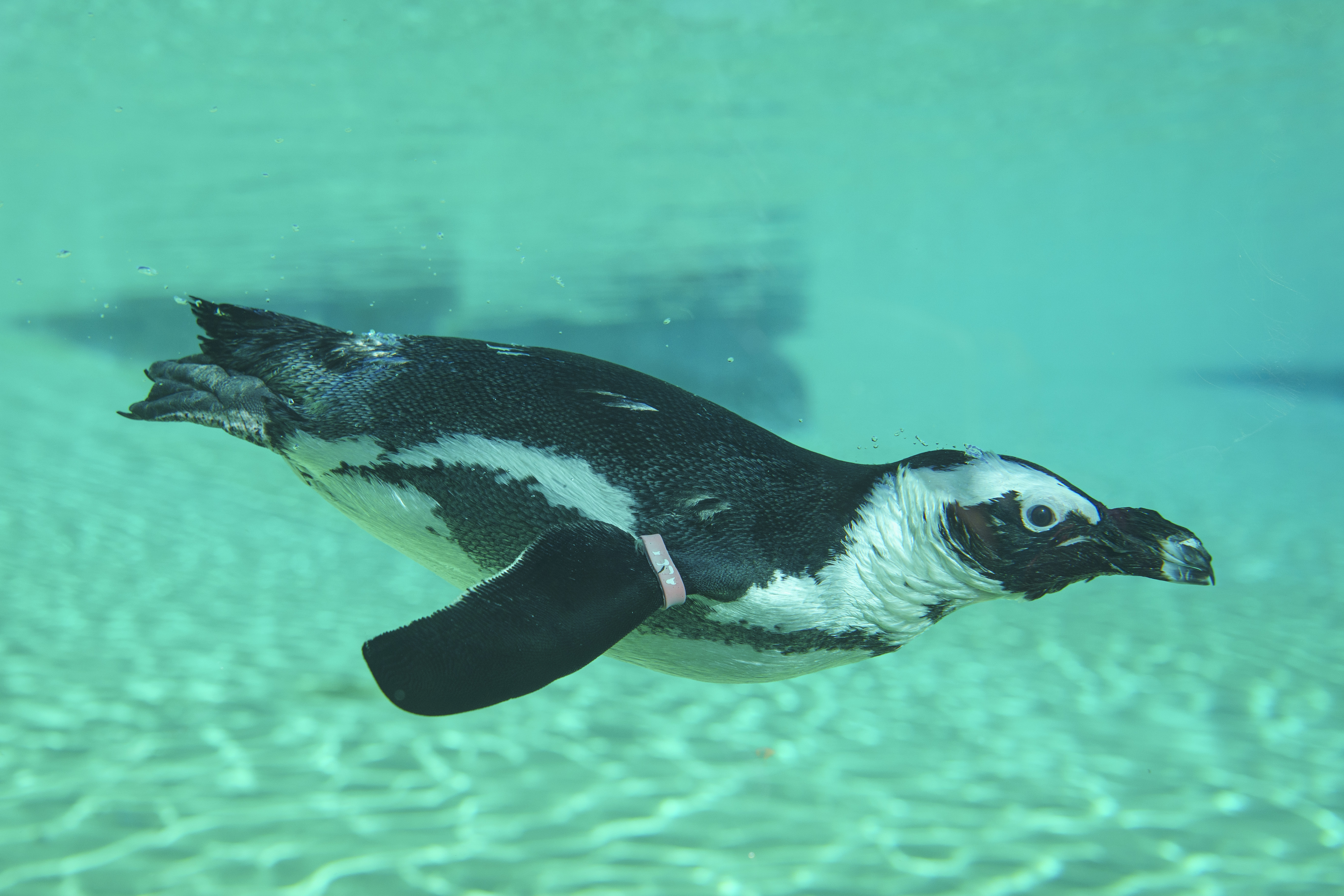 YWP Penguins 028
