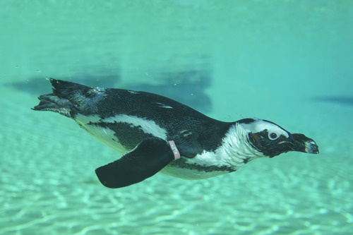 YWP Penguins 028