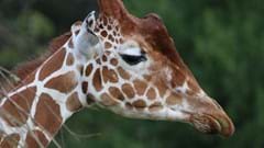Giraffe (CR. Kealey Jones)