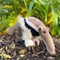 Anteater Toy