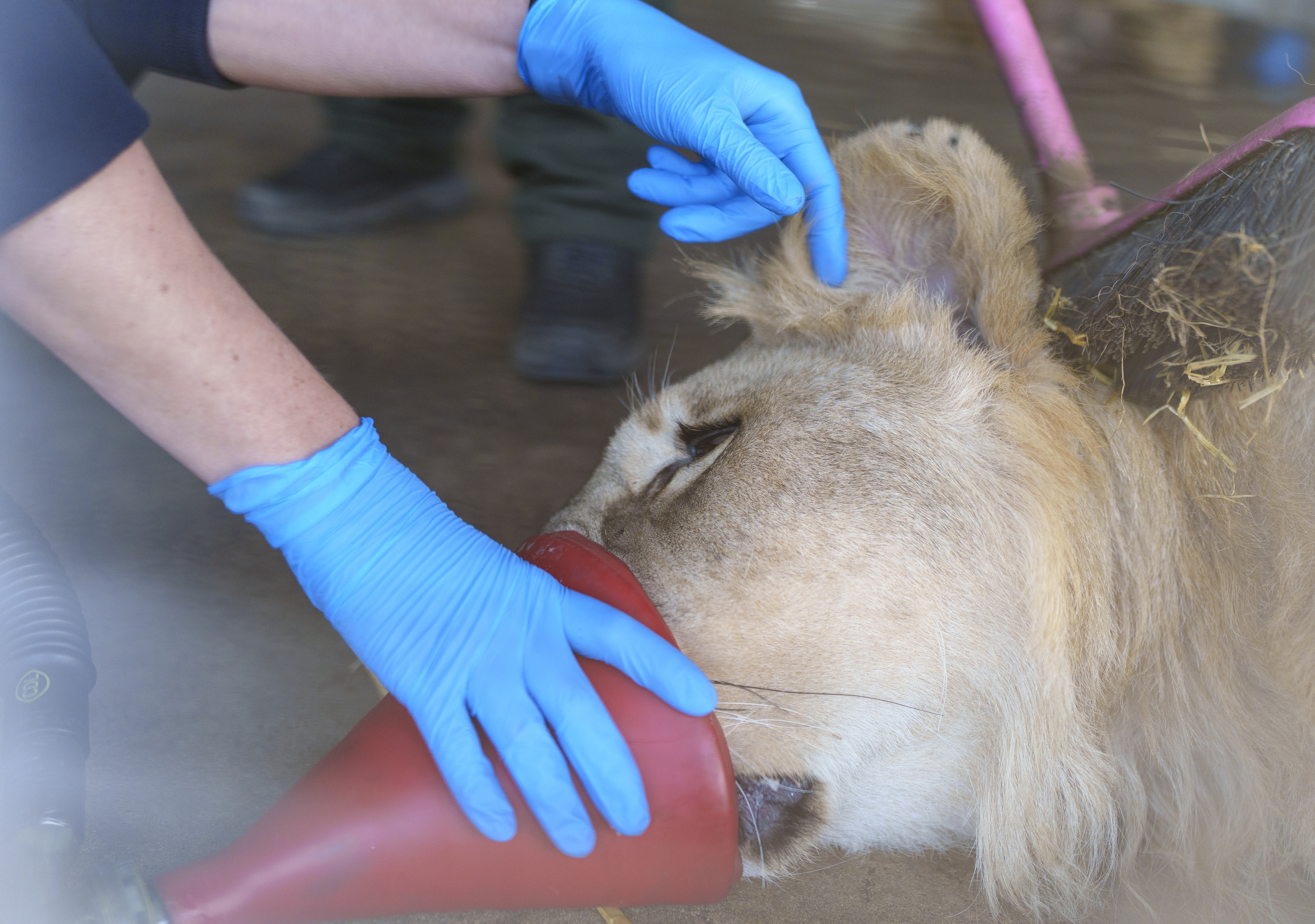 YWP Lion Health Check 003