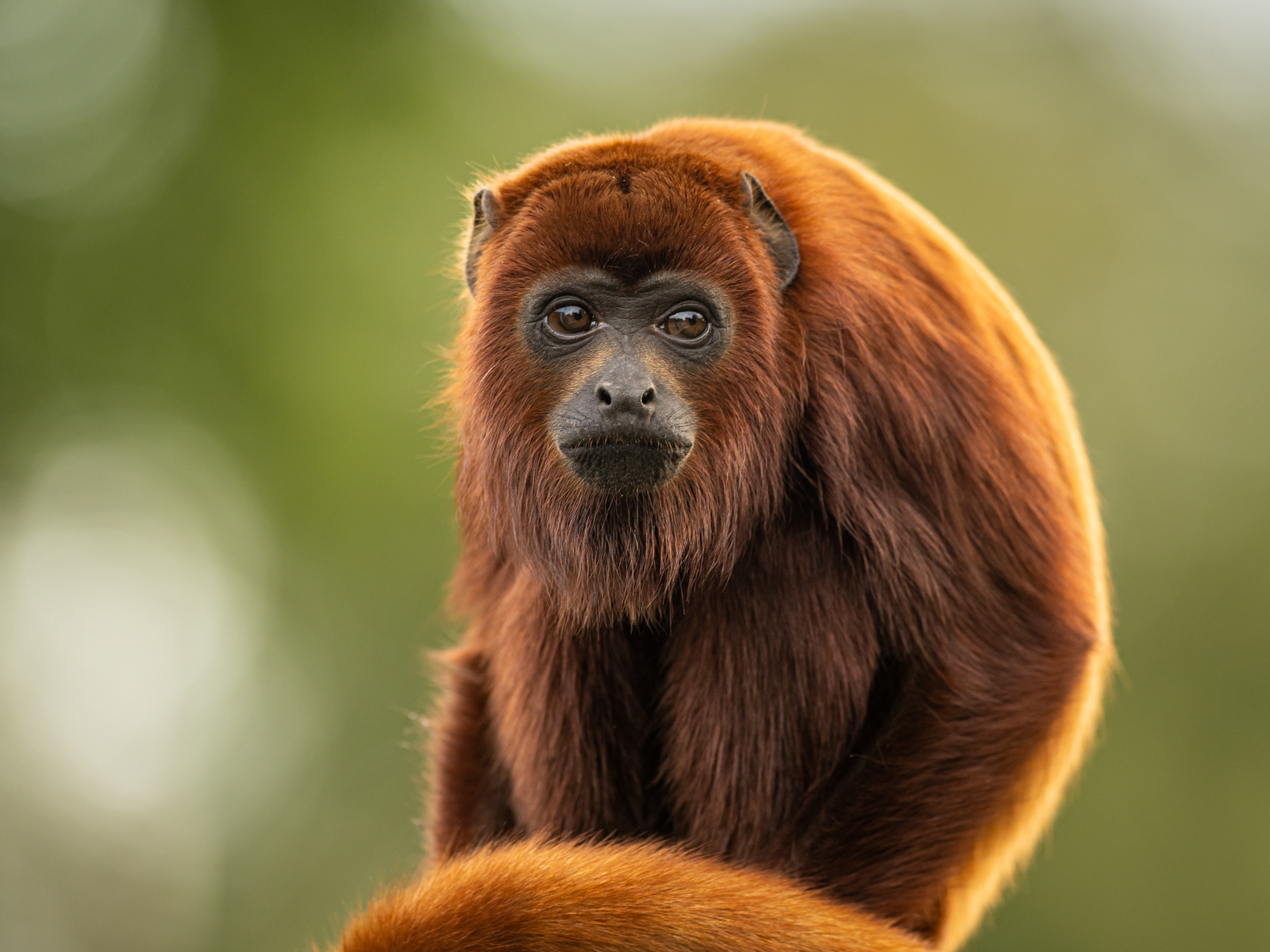 2023Howler Monkey Dr Ywp 17