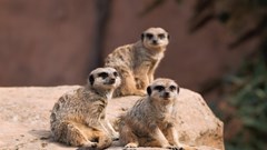 Meerkats (CR Sue Launders)