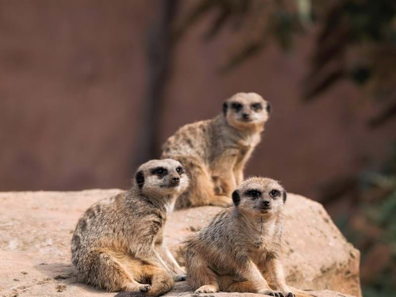 Meerkats (CR Sue Launders)
