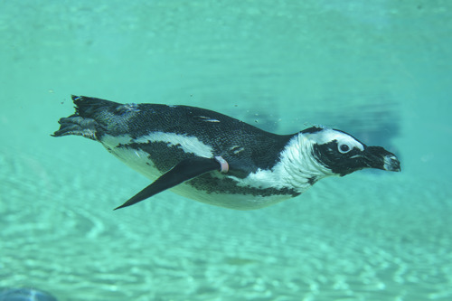 YWP Penguins 027