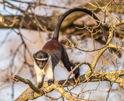 2023 01 07 2022Roloway Monkey 32 Dr Ywp