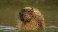 Capybara  (CR. David Roberts)