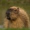 Capybara  (CR. David Roberts)