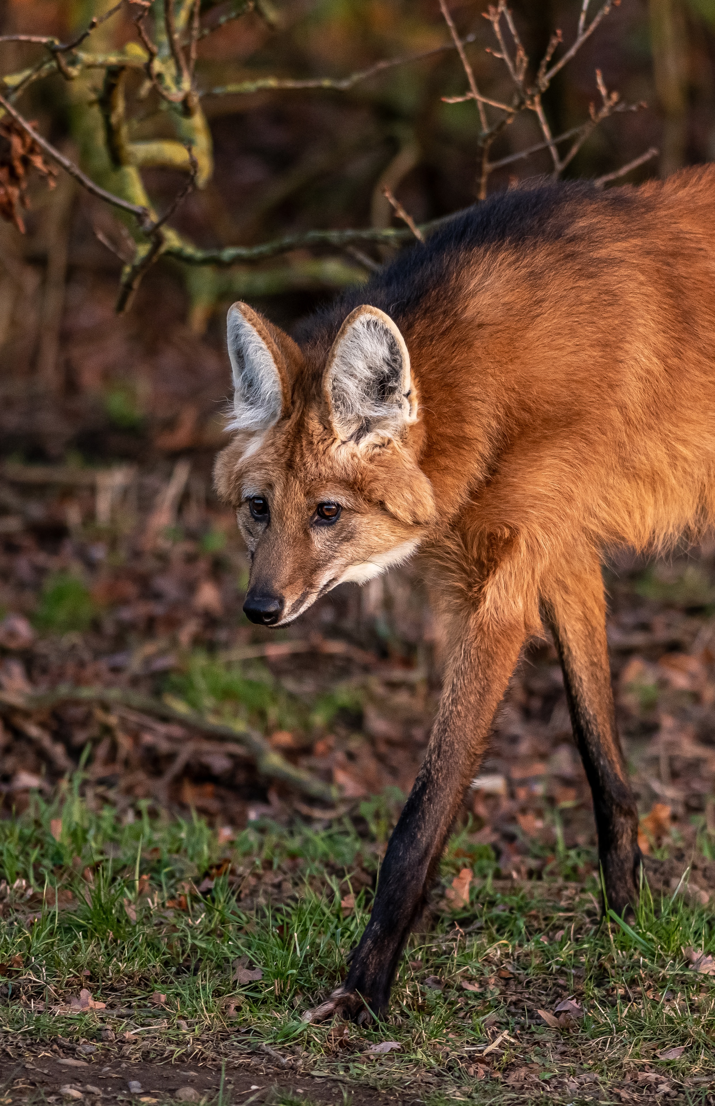 2023 01 23 2023 Maned Wolf 16 Dr Ywp