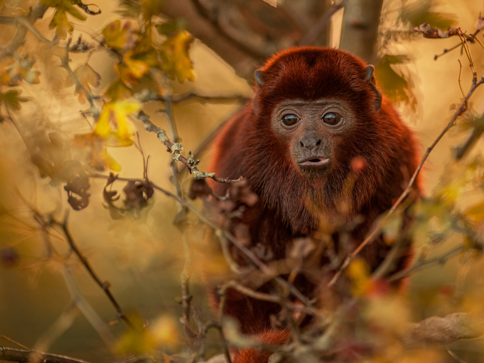 2023 Howler Monkey Dr Ywp 20