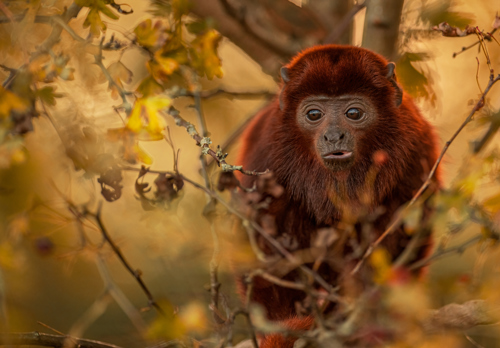 2023 Howler Monkey Dr Ywp 20