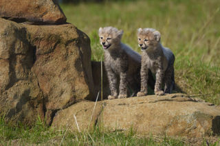 YWP Cheetah Cubs 002