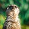 Meerkat 2 (CR. Sarah Slater)