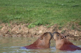 Capybara Kiss Cremma Sutton