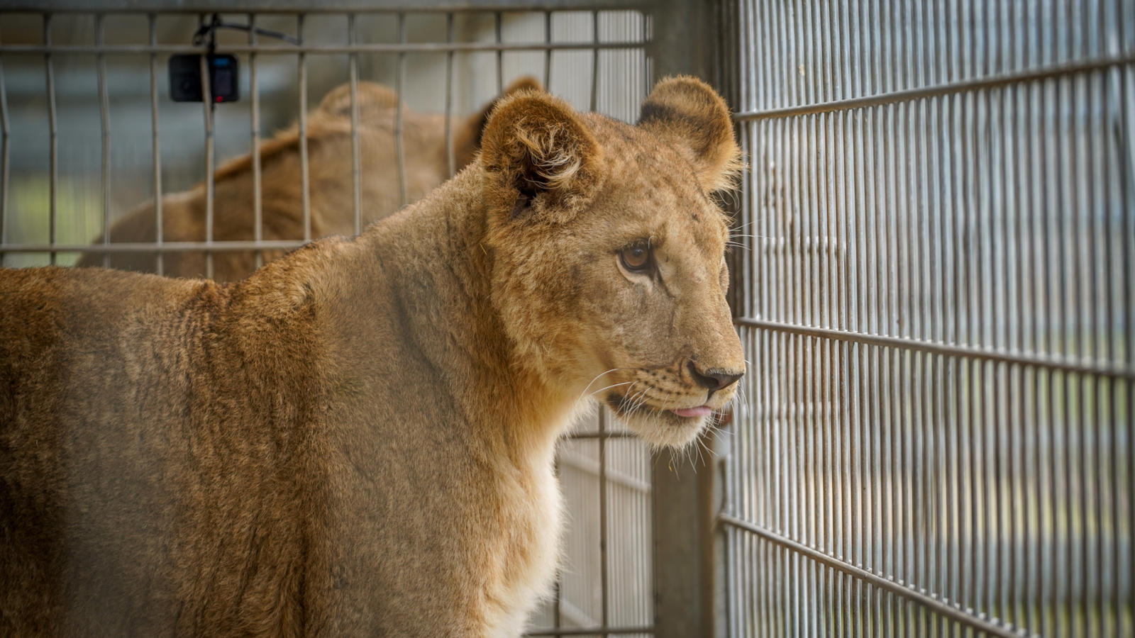 Lion Rescue 3 31