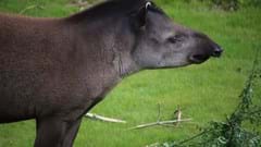 Lowland Tapir (4)