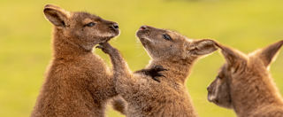 2020 05 25 2020Boxers And Referee 1 Dr Ywp