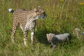 YWP Cheetah Cubs 006